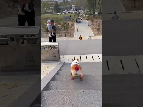 #corgi #skateboardingdog #smartpet