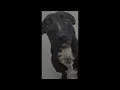 Grace for Adoption