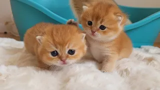 The Relaxing Sounds of Young Kittens and Mother Cat | Cattery Vlog