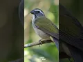 Download Lagu FÊMEA DE TRINCA-FERRO ATENTA! 👀 Ouvindo o macho cantar com vontade!
