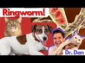Dog and Cat Ringworm Veterinarian explains symptoms diagnosis and treatment of ringworm
