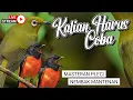 Download Lagu 🔴  LIVE Masteran Pleci Pleci Tembakan Mantenan Panjang 💯% Mewah