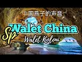 Download Lagu Sp.Walet China ~ Walet Koloni || Sp. ກືນຈີນ ~ Swallow Colony