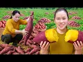 Download Lagu 豊かな農場ライフ｜サツマイモの収穫とその多用途🍠✨