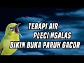 Download Lagu Suara air pleci buka paruh ngalas gacor pancingan pleci 