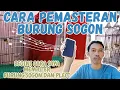 Download Lagu CARA PEMASTERAN BURUNG SOGON AGAR CEPAT MASUK 100% AMPUH Part 2