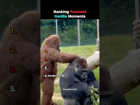 Ranking Funniest Gorilla Moments