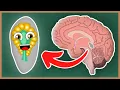 What Is The Pineal Gland and the Endocrine System How The Human Body Works