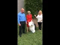Old English Sheepdog - Heather Colton Johnson