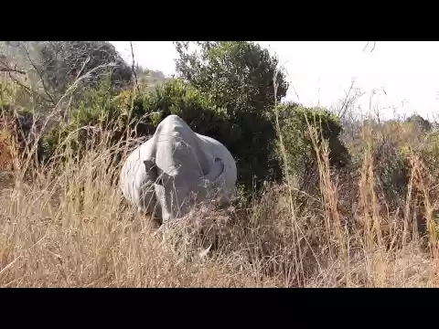 Download MP3 Close contact with Black Rhino, Pilanesberg National Park \u0026 Game Reserve, South Africa