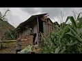 Download Lagu Single mother went to the forest to get bananas and unexpectedly found an abandoned shack. Po