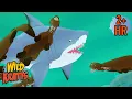Creature Combat SHARK ATTACK Giant Otters Fight a Bull Shark Cartoons for Kids Wild Kratts