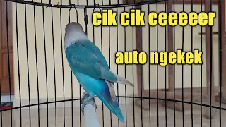 Download Cik cik cer suwara buruung lovebird fighter ngetik ngekek memancing lawan untuk ikut ngekek gacor MP3