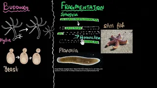 Budding, spores, fragmentation & regeneration | How do organisms reproduce | Biology | Khan Academy