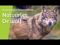Natuurles: De wolf