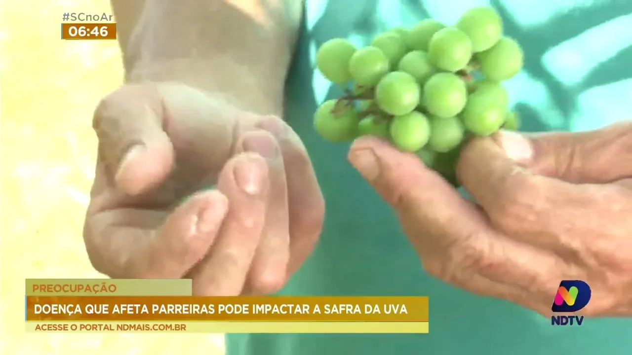 Enxurradas em SC impactam a safra da uva no estado