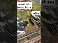 Download Lagu perbedaan anak sirtu cipoh sirdum jantan dan betina
