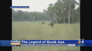 Legend Of Florida s Skunk Ape Lives On