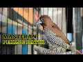 Lagu Masteran suara burung emprit Peking batik gacor isian kasar 058