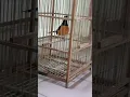 Download Lagu DENAK/PIKAT MURAI BATU 100% ASLI..MEMANG PADU