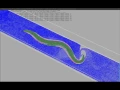OpenWorm Initial full-worm body locomotion simulation