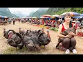 Download Lagu Harvesting Many Turkeys On The Farm, Use 3-Wheeled Truck Transport Big Turkeys Go To Market Sell