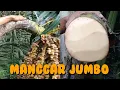Download Lagu menyadap aren manggar Jumbo,pemotongan,pemeraman sampai panen pertama