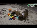 Cute Shih Tzu Puppies