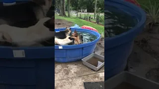 Stock pool from tractor supply