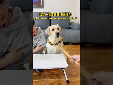 狗子:一顿饱和顿顿饱我还是能分清的!Doggo, I can tell the difference between one good meal and good meals every day!