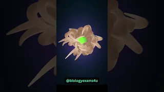 Immune Cells Destroying Virus Infected Cells 3D Animation 