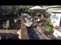 Feeding Time at the Canyon Wren