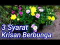 Lagu Tips Merawat Bunga Krisan Supaya Berbunga