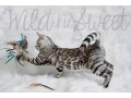 Wild N Sweet Sylvester
