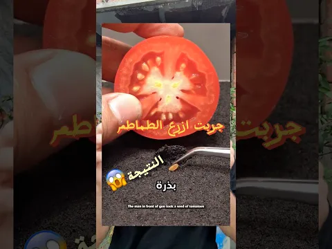 زرعت الطماطم من قلب الطماطم …والنتيجة فاجأتني!! #flowers #automobile #flowers #automobile