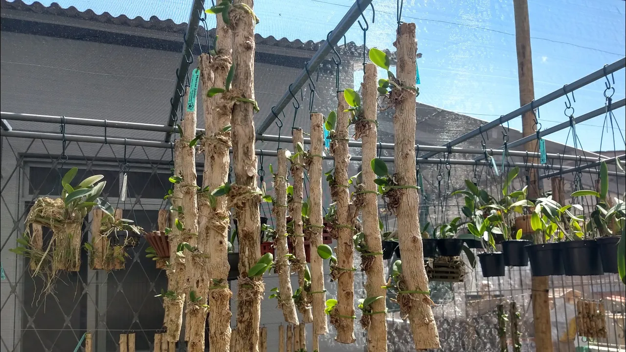 COMO PLANTAR ORQUÍDEAS 9