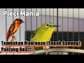 Download Lagu Tembakan Panjang!!! Sepah Gunung (Mantenan)