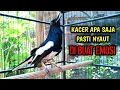 Download Lagu KACER APA SAJA PASTI NYAUT DI BUAT EMOSI GACOR !! PANCINGAN KACER GACOR PASTI NYAUT AMPUH.