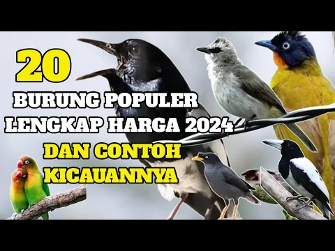 Download MP3 20 JENIS BURUNG KICAU TERBAIK, TERPOPULER DI INDONESIA LENGKAP DENGAN HARGANYA 2024 +CONTOH KICAUAN