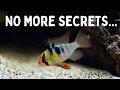 Download Lagu Everything You Should Know Before You Get Ram Cichlids! 7 Tips for Keeping Rams in an Aquarium!