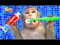 Download Lagu KiKi Monkey brush teeth and bathing in the toilet and play with ducklings | KUDO ANIMAL KIKI