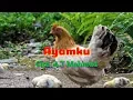 Download Lagu INSTRUMEN / KARAOKE Lagu Anak \