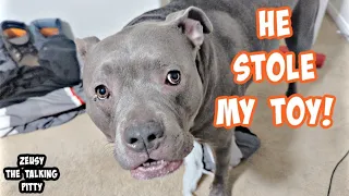 Have You Ever Seen A Pitbull Literally Ask For Help?! 🧐🤣 Cutest Dogs On YouTube!! 