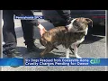 6 Dogs Rescued From Coatesville Home