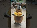 Download Lagu 🔥 Capibara Sings the Chicken Wing Song \u0026 Dances! 🐹🎶