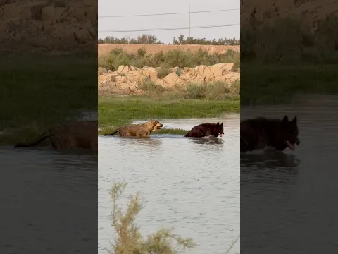 تدريب الكلاب على السباحة! 🐕‍🦺🔥