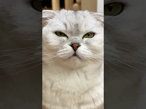 My Cat Became a Hacker for Food 😂 #cat #cats #funny
