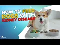 How to Feed Dogs With Kidney Disease What to Feed and What to Avoid
