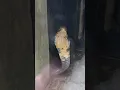 kondisi terkini king cobra p3mbunuh dari trenggalek