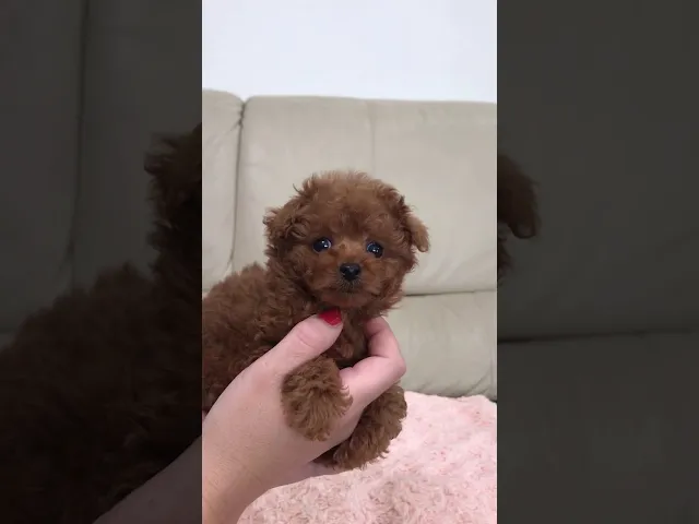 動画